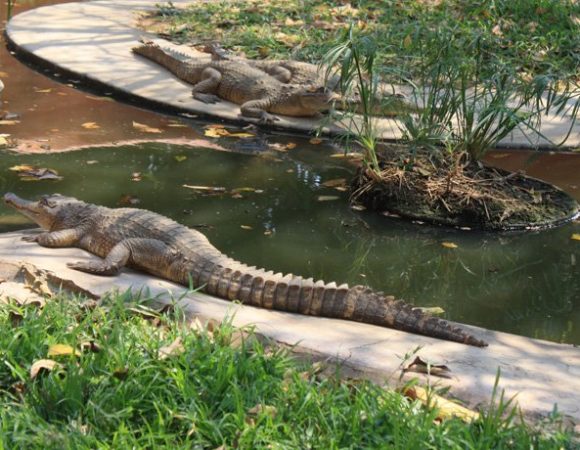 Kalimba Reptile Park